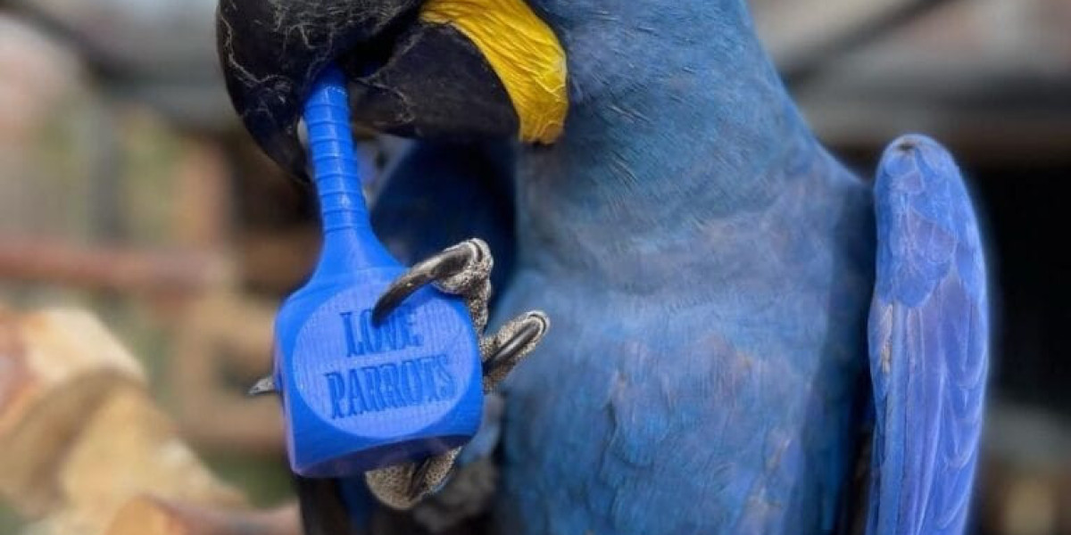 Severe Macaws for Sale: A Guide for Prospective Owners