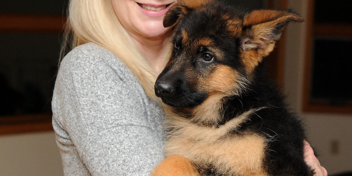 Reinrassiger Deutscher Schäferhund Welpe: Alles, was Sie wissen müssen